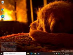 Official Download Mirror for Dogs in Winter Theme